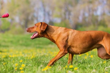 Rodezya ridgeback uçan oyuncak için çalışan
