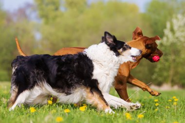 Rodezya ridgeback ve kenar kömür ocağı açık havada