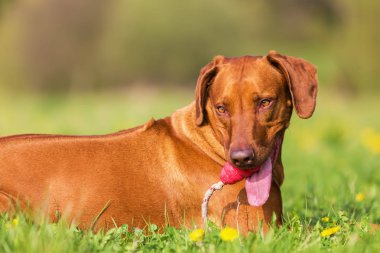 Rodezya ridgeback baş portresi
