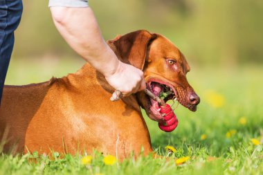 kadın Rodezya ridgeback açık havada ile çalış