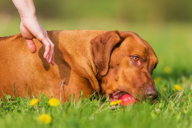 Rodezya ridgeback çayırda bir oyuncakla