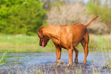 Rodezya Ridgeback havuz oynamak