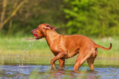 Rodezya Ridgeback havuz oynamak