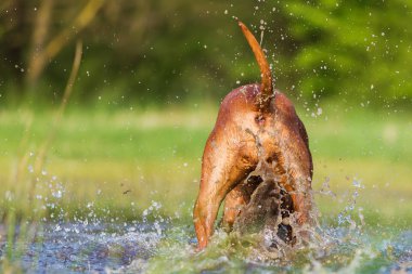 Rodezya Ridgeback su ters