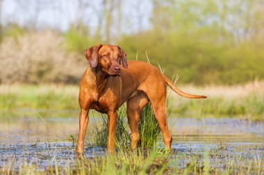 bir gölet Rodezya Ridgeback portresi