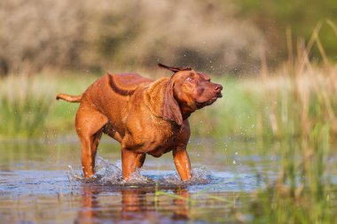 Rodezya ıslak kürk sallayarak ridgeback