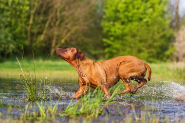 Rodezya ridgeback su ile çalışan