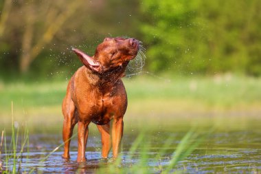 Rodezya ıslak kürk sallayarak ridgeback