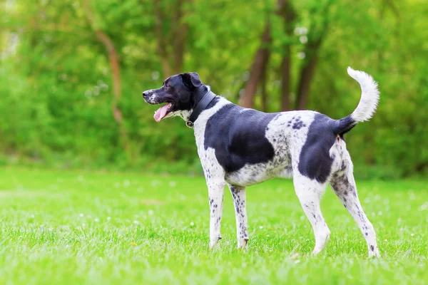 Schwarz-weißer Mischlingshund im Freien — Stockfoto