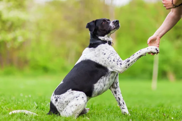 Dog joining the paw to a woman 's hand — стоковое фото