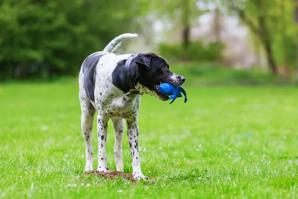 Perro de raza mixta con un juguete en el hocico — Foto de Stock