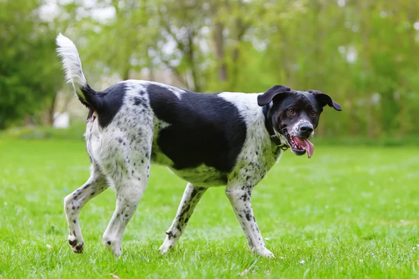 Perro de raza mixta blanco y negro al aire libre —  Fotos de Stock