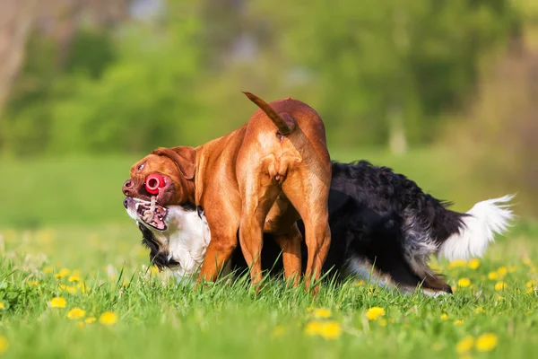 Border Collie and Rhodesian Ridgeback fighting for a toy — Stock Photo, Image