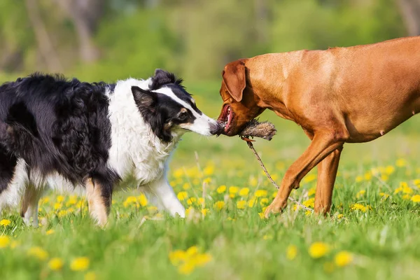 Rhodesian ridgeback and Border Collie outdoors — Stok Foto