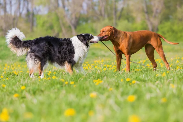 Rhodesisk ridgeback og Border Collie udendørs - Stock-foto