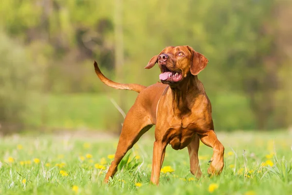 Ritratto di un ridgeback rodesiano nel prato — Foto Stock