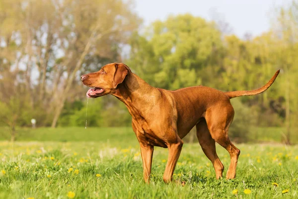 Ritratto di un ridgeback rodesiano nel prato — Foto Stock