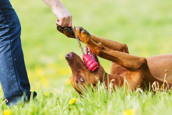 Žena si hraje s Outdoor rhodéského ridgebacka — Stock fotografie