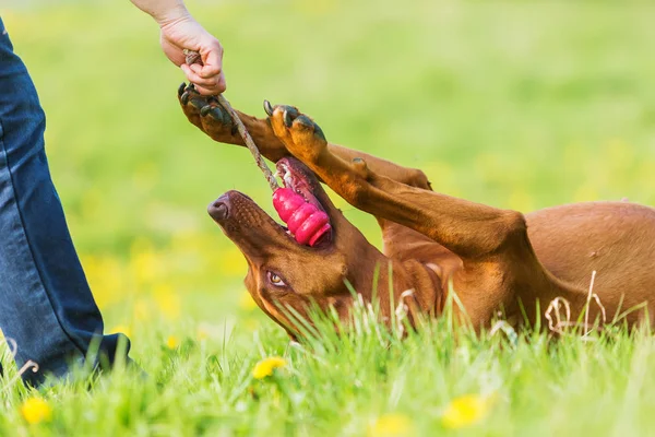 Kobieta gra z zewnątrz Rhodesian ridgeback — Zdjęcie stockowe