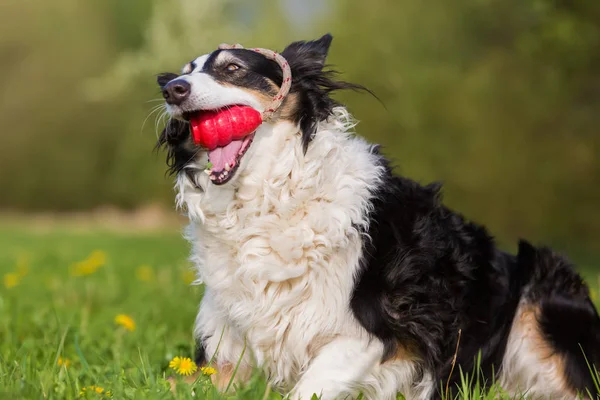 Border Collie with a toy in the snout — Stock Photo, Image