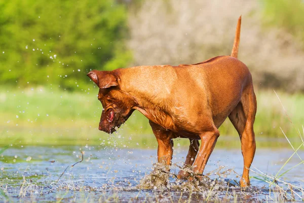 Rodezya Ridgeback havuz oynamak