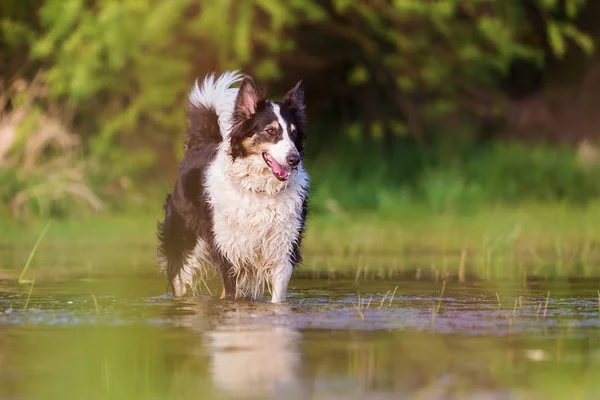 Border Collie, chodzenie po wodzie — Zdjęcie stockowe