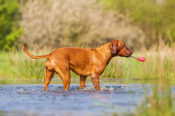 Rhodesian ridgeback spielen mit einem Spielzeug — Stockfoto