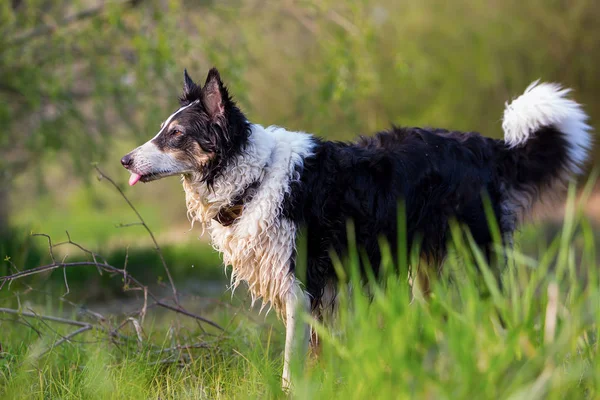 Frontera Collie perro en la naturaleza —  Fotos de Stock