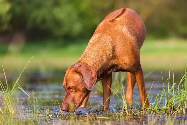 Porträt eines Rhodesian Ridgeback an einem Teich — Stockfoto