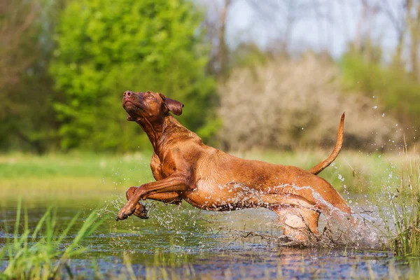 Rhodesian ridgeback, uruchomiona przez wodę — Zdjęcie stockowe