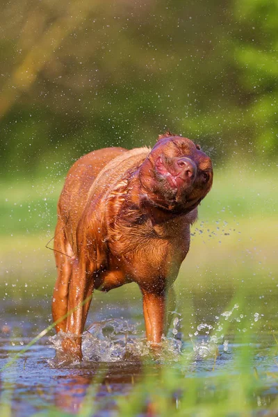 Родезійськими ріджбек струшування мокрій хутра — стокове фото