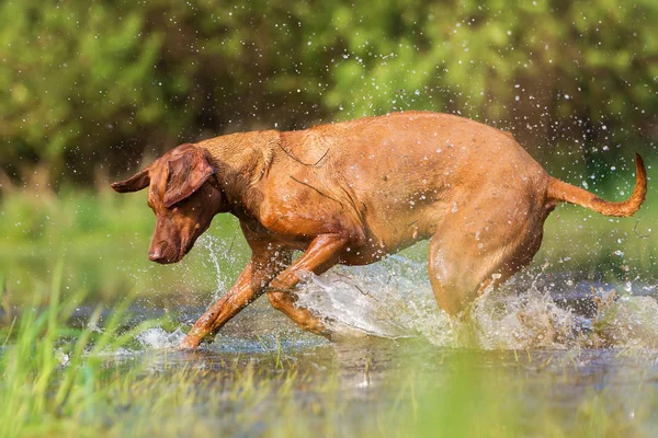 Rhodesian ridgeback, uruchomiona przez wodę — Zdjęcie stockowe