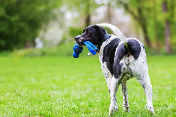 Perro de raza mixta con un juguete en el hocico —  Fotos de Stock