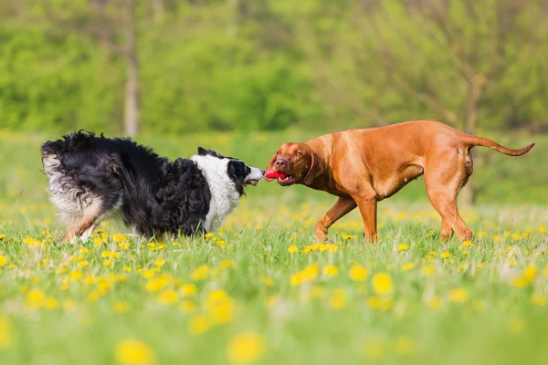 Perbatasan Collie dan Rhodesian Ridgeback berjuang untuk mainan — Stok Foto