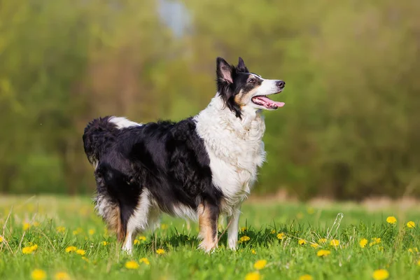 Retrato de um collie de borda — Fotografia de Stock