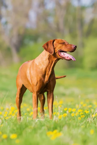 Porträt eines Rhodesienridgebacks auf der Wiese — Stockfoto