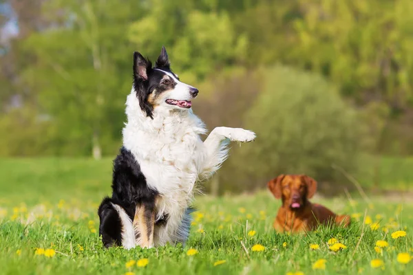 Border Collie levantando la pata —  Fotos de Stock