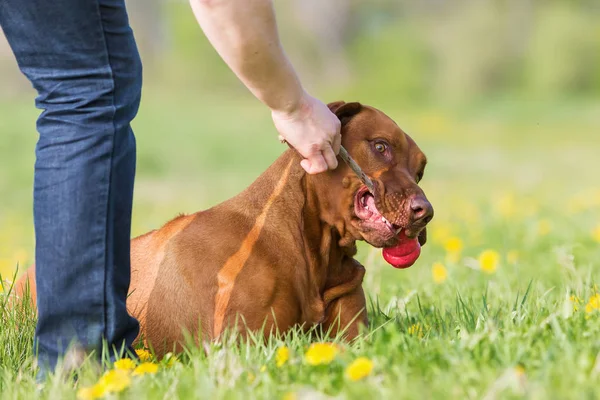 Frau spielt mit einem Rhodesian Ridgeback im Freien — Stockfoto