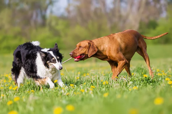 Rhodesisk ridgeback og Border Collie udendørs - Stock-foto