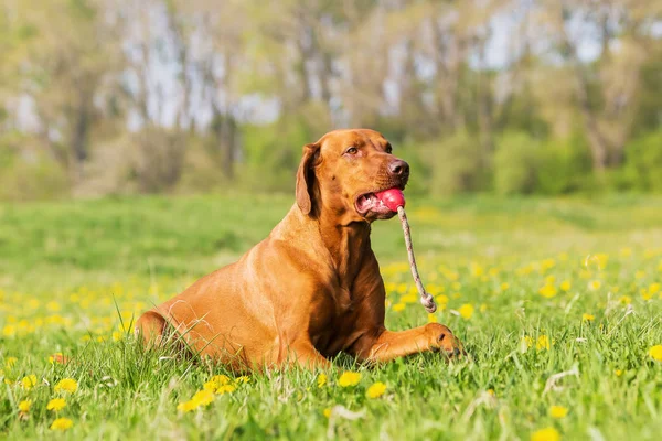 Rhodesian Ridgeback mit einem Spielzeug auf der Wiese — Stockfoto