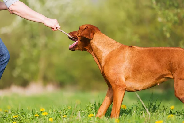 Mujer juega con un ridgeback rodesio —  Fotos de Stock