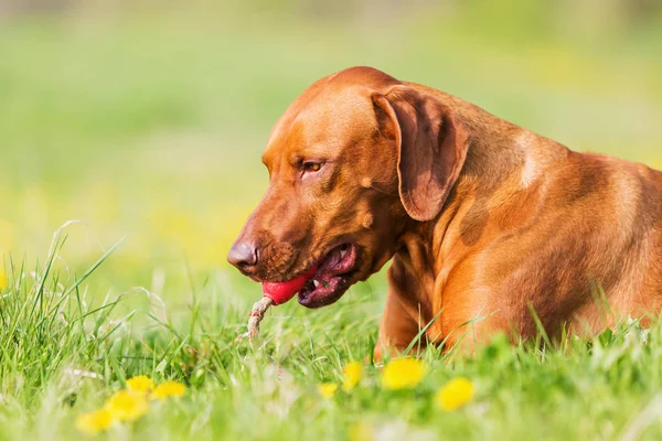 Rhodesian Ridgeback mit einem Spielzeug auf der Wiese — Stockfoto