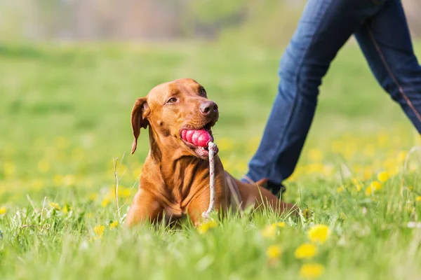 Rhodesian Ridgeback liegt mit Spielzeug im Gras — Stockfoto