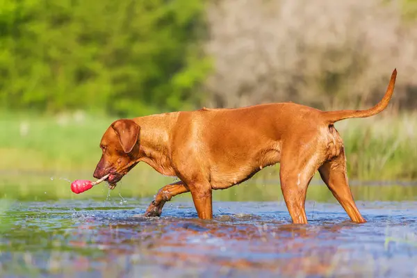 Rhodesian ridgeback spielen in einem Teich — Stockfoto