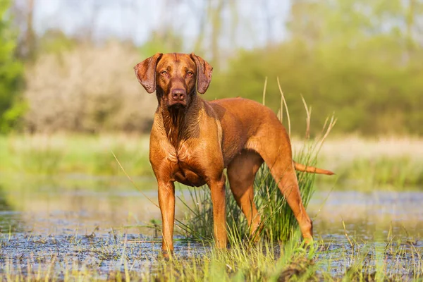 Porträt eines Rhodesian Ridgeback an einem Teich — Stockfoto