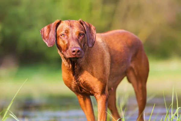 Porträt eines Rhodesian Ridgeback an einem Teich — Stockfoto