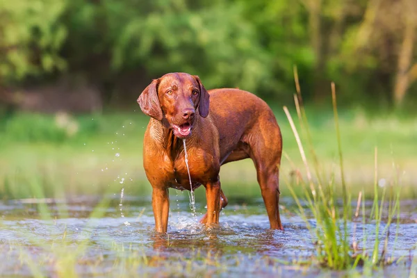 Retrato de um Ridgeback Rhodesian em uma lagoa — Fotografia de Stock