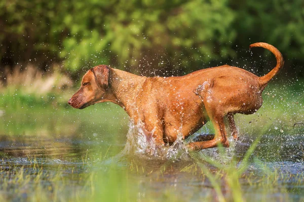 Rhodesian Ridgeback läuft durch das Wasser — Stockfoto