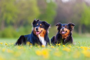 iki Avustralyalı çoban köpekleri portresi