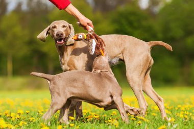 açık havada Weimaraner köpeklerle kadın çalış